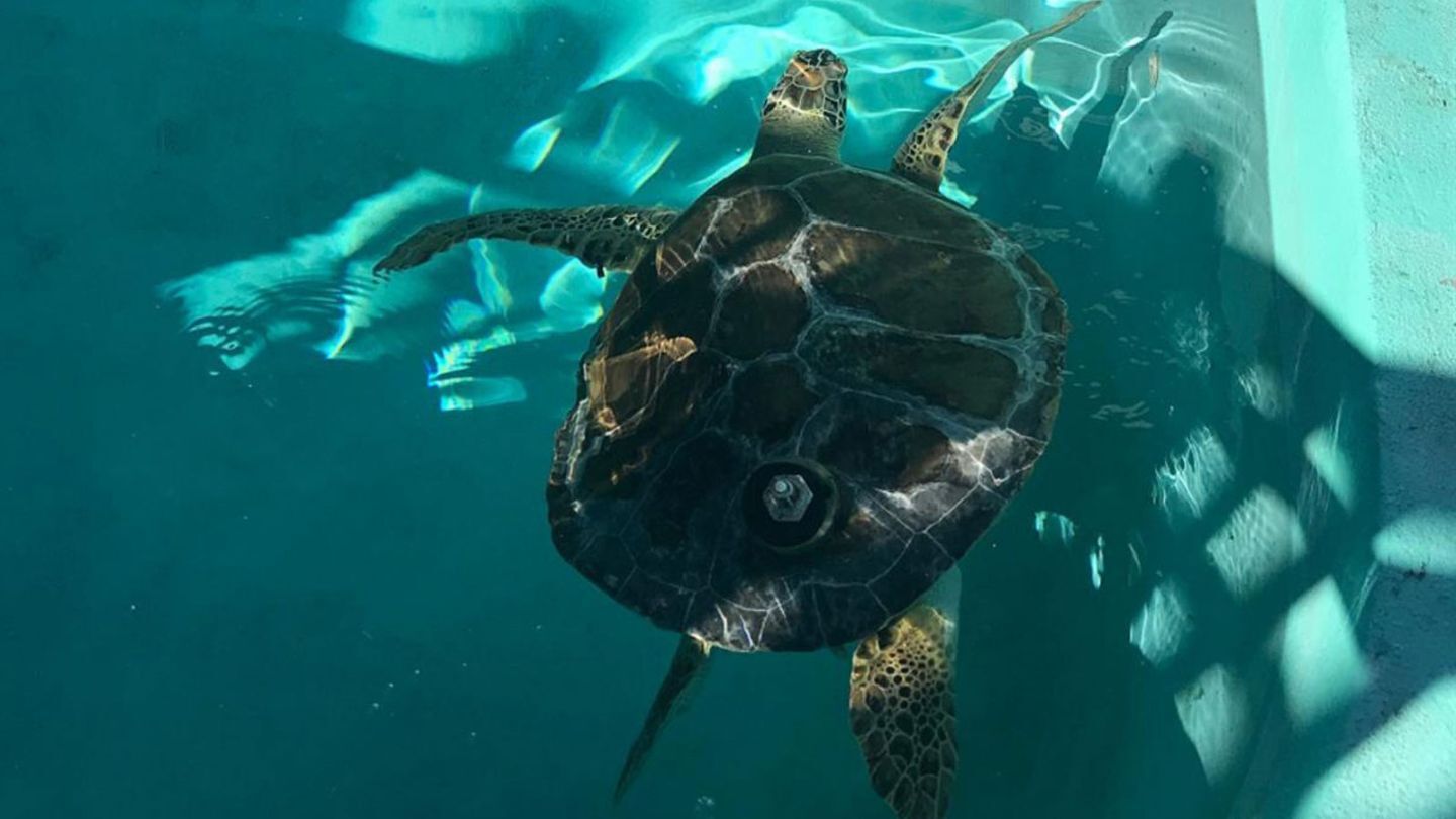 Captain the turtle power