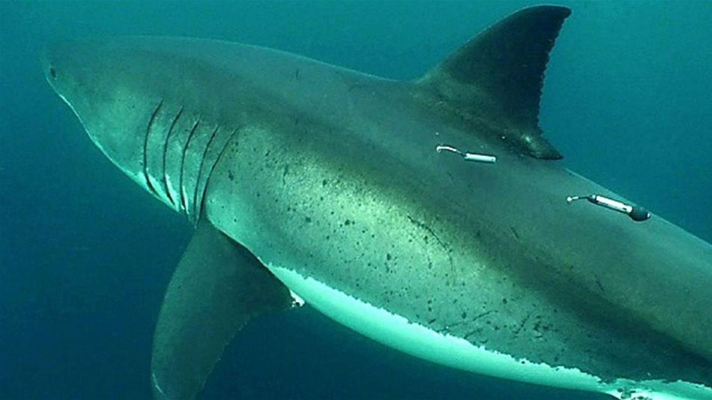 Tagged great white shark