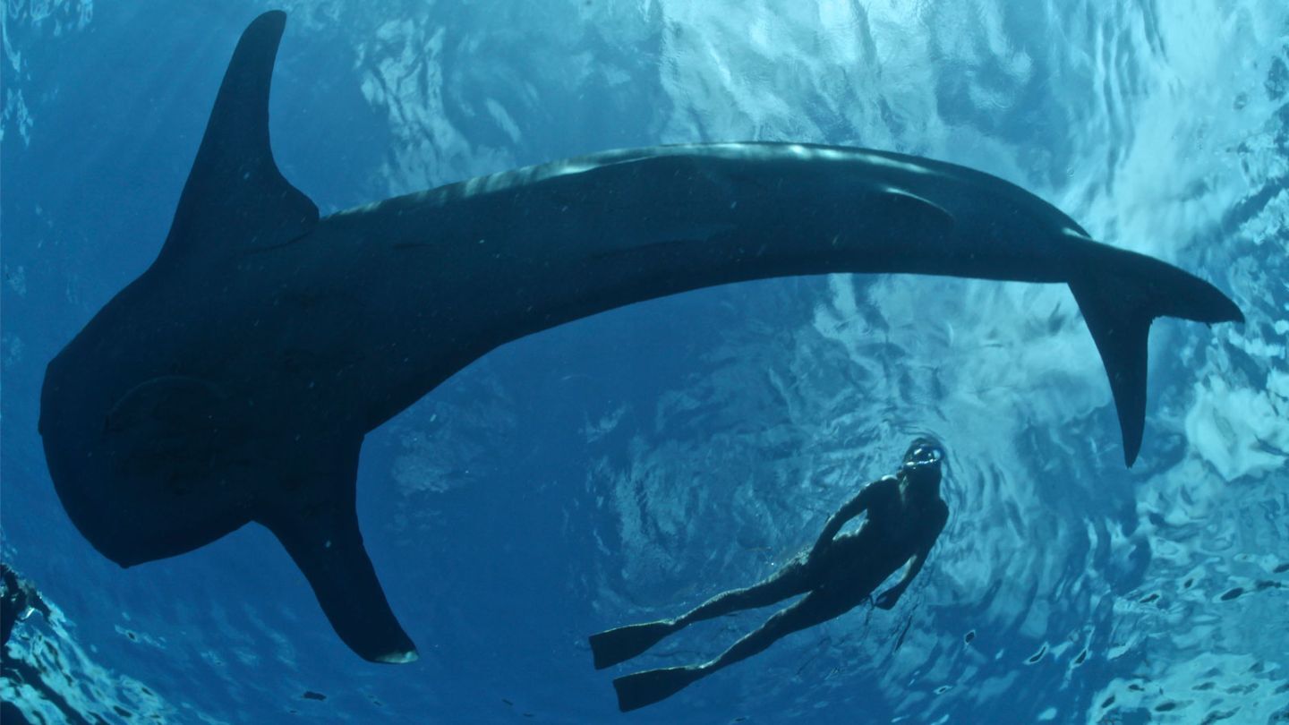 Whale shark and swimmer pictured together