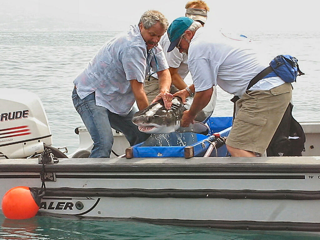 Juvenile-shark-collected-for-tagging