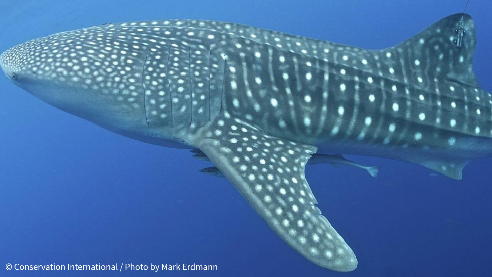 Whale-shark-after-satellite-tagging