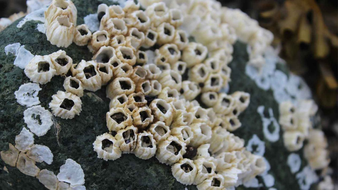 Barnacles the tiny giants of the ocean ecosystem