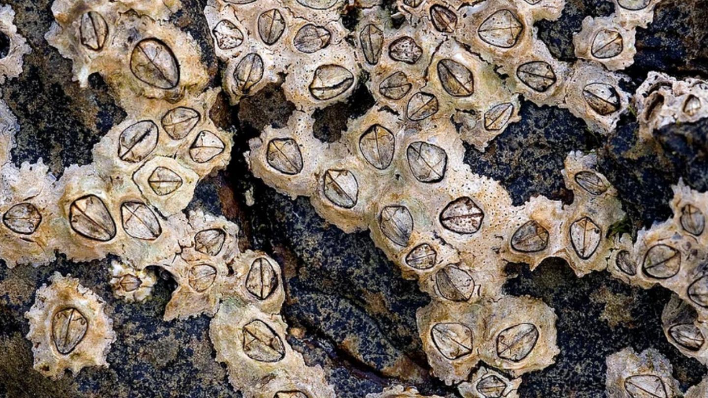 What are barnacles, why barnacles attach to boat